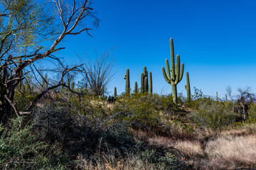 Sunrise in Saguaro National Park