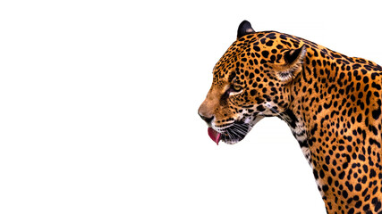 Portrait of a jaguar in profile sticking its tongue out isolated on a white background with room for text