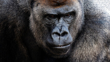 Close-up portrait of a sad silverback gorilla