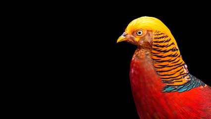 Close up portrait of a golden pheasant, also known as the Chinese pheasant, and rainbow pheasant isolated on a black background with room for text