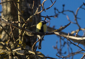 Cute tit (Parus major) sitting on a tree branch. Sunny spring day.