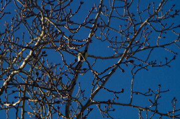 Cute tit (Parus major) sitting on a tree branch. Sunny spring day.