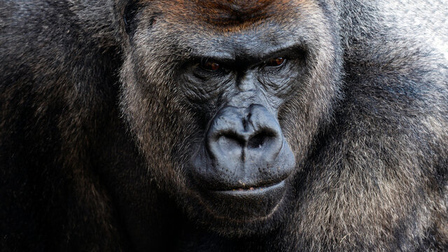 Close-up portrait of a sad silverback gorilla