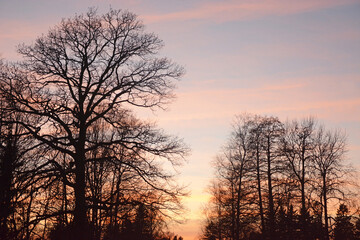 Fototapeta na wymiar Sunset in early spring with silhouettes of trees. beautiful pink sky
