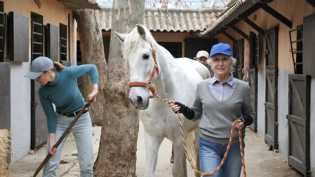 Daily work in horse yard. Smiling older female stable keeper leading white racehorse to riding arena, Asian woman carrying saddle for horseback ride and young girl arranging hay in background. 