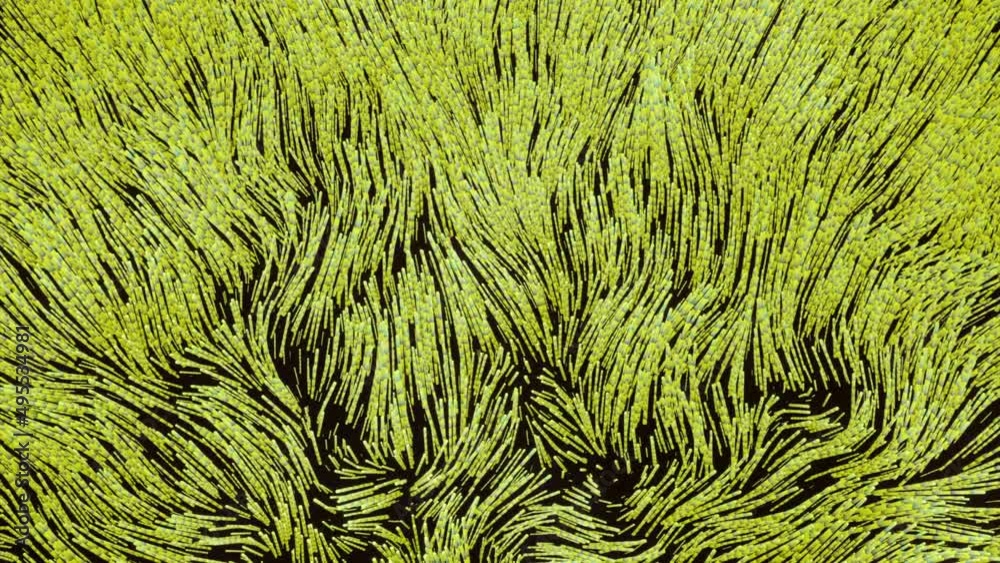 Wall mural moving 3d algae. design. beautiful wavy movements of algae lines. bright lines move like algae on bo