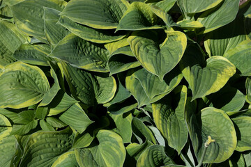 Fototapeta premium Large green leaves of the perennial Hosta plant grow in a flower bed in the garden. Sunlight. Daylight.