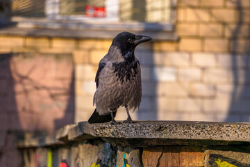 Crow