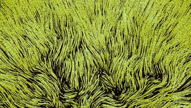 Moving 3d algae. Design. Beautiful wavy movements of algae lines. Bright lines move like algae on bottom of sea