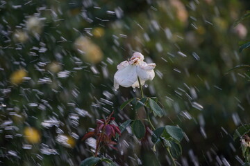 rose under the rain