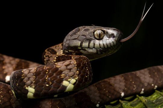 A snake with tongue out and big eyes, Ecuador