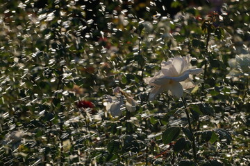 white rose under electric rain