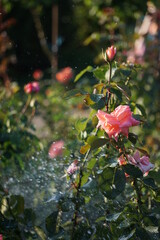 rose under water drops
