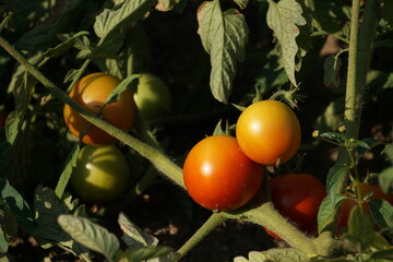 tomatoes on the vine