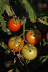 tomatoes on the vine