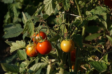 tomatoes