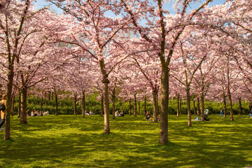 Japanese sakura blossom in a park in the Netherlands.