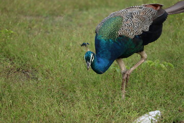 Obraz premium peacock foraging in the fields
