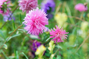 Obraz premium Close-up of pink aster petals. Home flowerbed from asters. Blurred background.