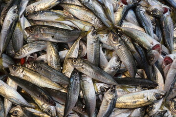 sardine fish at the fisherman's stall, istanbul, turkey