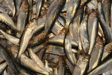 Fototapeta premium sardine fish at the fisherman's stall, istanbul, turkey