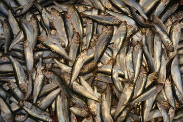 Fototapeta premium sardine fish at the fisherman's stall, istanbul, turkey