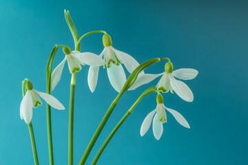 Bouquet white snowdrops spring on a blue background. Spring concept. Blur and selective focus