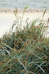 Sea grass