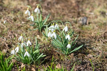 Beautiful snowdrops flowers blooming in the early spring garden.