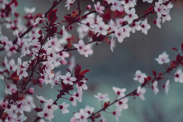 Natural spring background cherry tree branches blooming. 