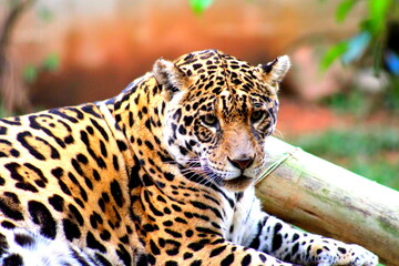 Jaguar (Onça Pintada)