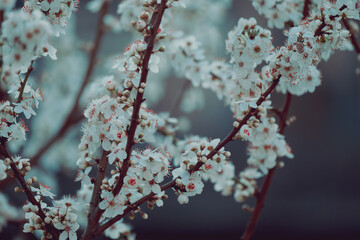 Natural spring background cherry tree branches blooming. 