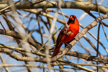 cardinal in a tree