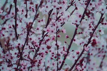 Natural spring background cherry tree branches blooming. 