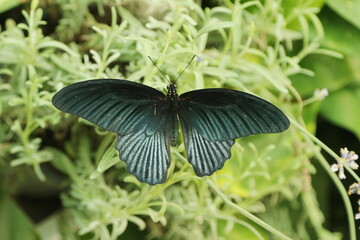 Farfalla