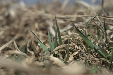 nowa zielona trawa pośród starej suchej trawy