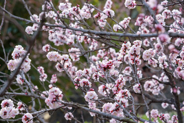 Pink apricot flowers, Armenian plum