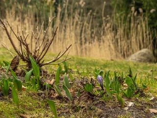 Selbstklebende Fototapeten Samotnie kwitnący krokus na działce © Piotr Zgódka