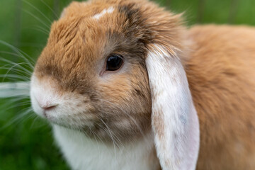 Fototapeta premium cute dwarf bunny rabbit on the grass, close up photography, Symbol of new year 2023