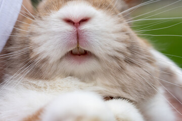 close up of a bunny rabbit showing the teeth