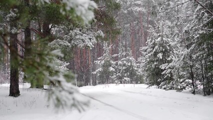 Snowfall in winter pine forest. Snow falling in slow motion rural scene woodland road. Beautiful winter tranquil landscape. Christmas time background.