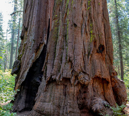 Calaveras Big Tree