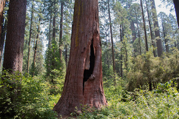 Calaveras Big Tree