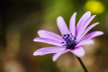 Sicilian Spring flower Macro