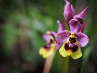 Sicilian Spring flower Macro
