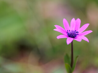 Obraz premium Sicilian Spring flower Macro