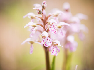 Obraz premium Sicilian Spring Flower Macro in Italy, Europe on a lovely warm day