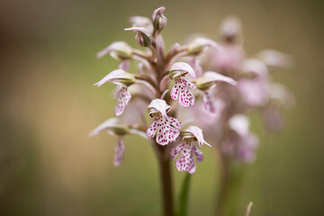 Sicilian Spring Flower Macro in Italy, Europe on a lovely warm day