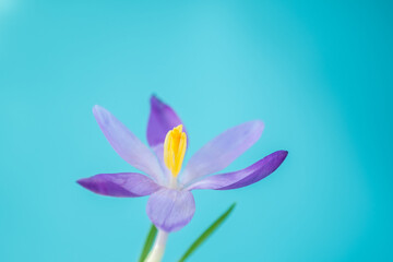 one crocus on a blue background. Spring concept. copy space. blur and selective focus