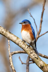 eastern bluebird on a branch